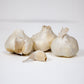 Organic Early Purple Italian Garlic (lb) Grow Organic