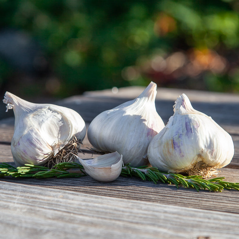 Organic Sicilian Garlic (lb) Grow Organic
