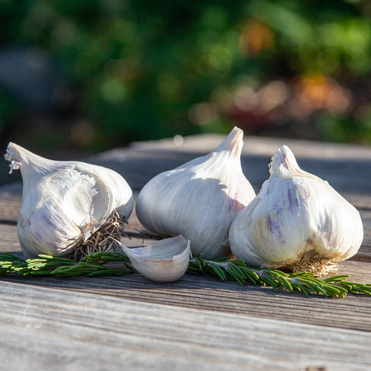 Organic Sicilian Garlic (lb) Grow Organic
