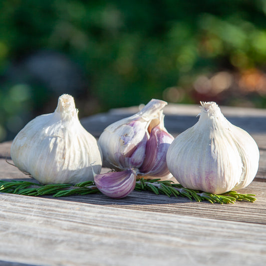 Organic Norquay Garlic (lb) Grow Organic