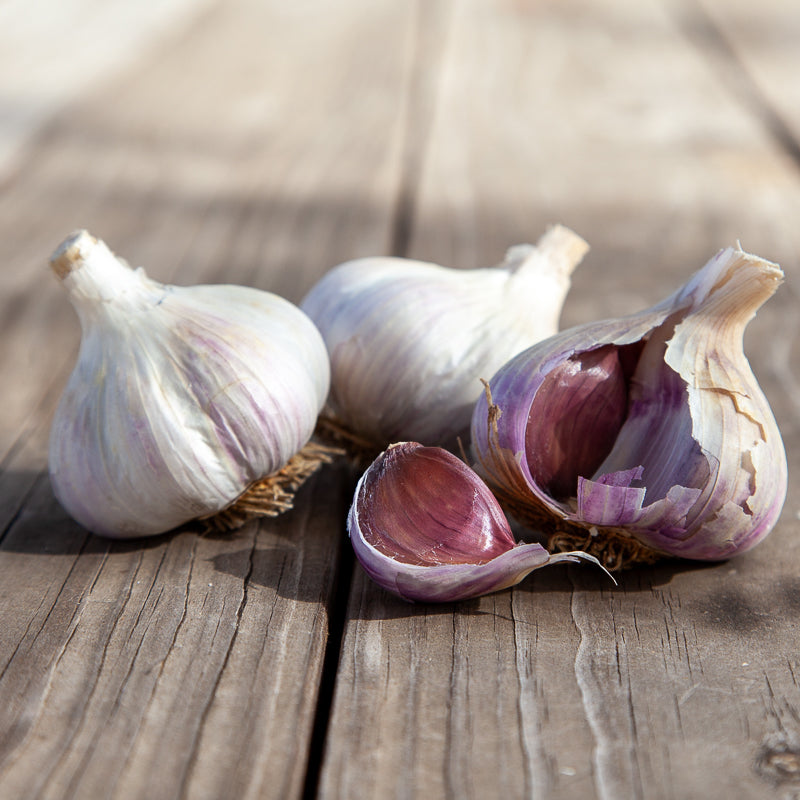 Organic German White Garlic (lb) Grow Organic