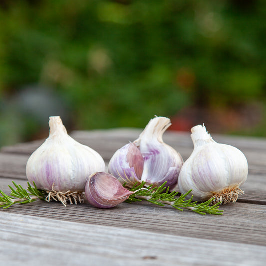 Organic German White Garlic (lb) Grow Organic