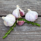 Organic German Xtra Hardy Garlic (Lb) Grow Organic