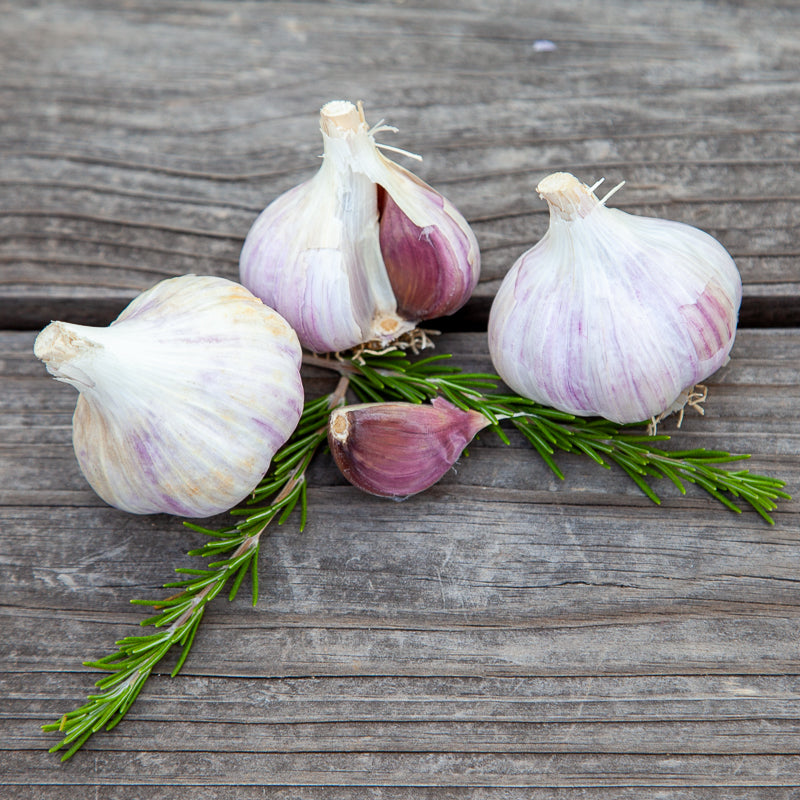 Organic German Xtra Hardy Garlic (Lb) Grow Organic
