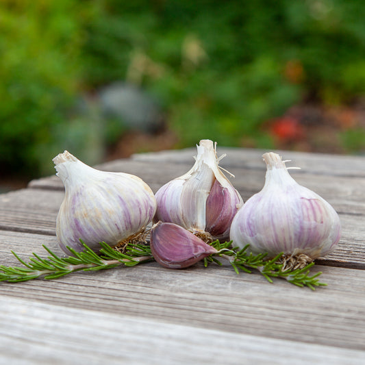 Organic German Xtra Hardy Garlic (Lb) Grow Organic
