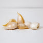 Elephant Garlic (Lb) Grow Organic