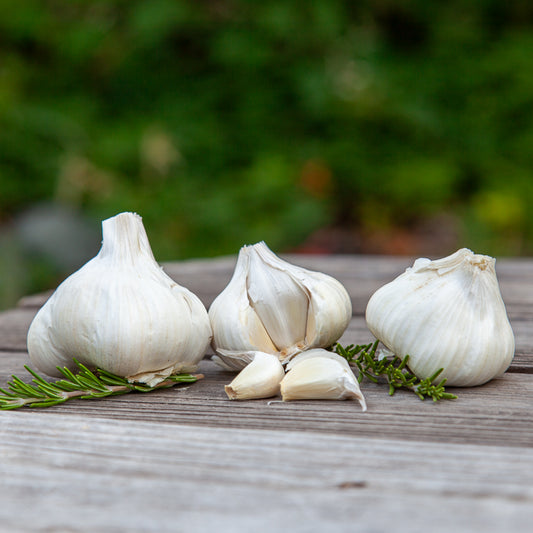 California Early White Garlic (Lb) Grow Organic