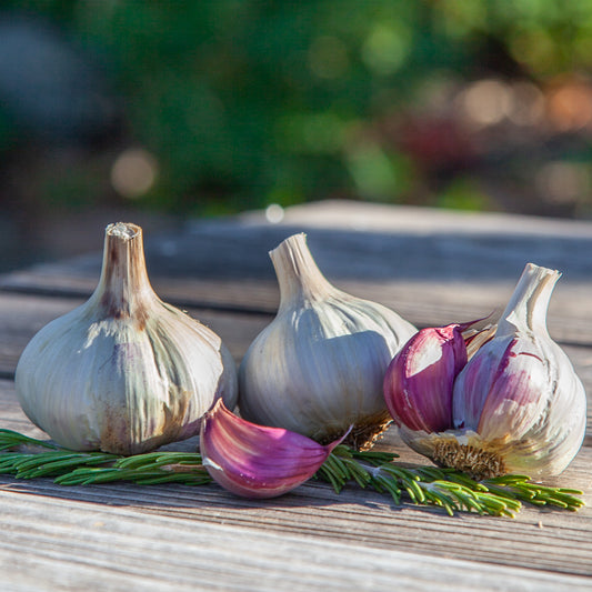 Spanish Roja Garlic (Lb) Grow Organic