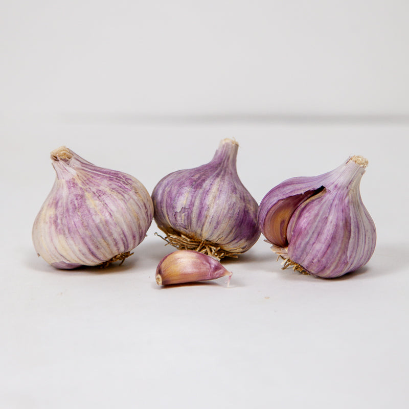 Organic Persian Star Garlic (lb) Grow Organic