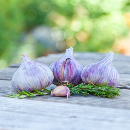 Organic Persian Star Garlic (lb) Grow Organic