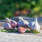 Organic Romanian Red Garlic (lb) Grow Organic