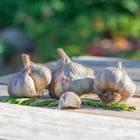 Organic Kingsland Garlic (lb) Grow Organic