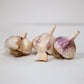 Organic Kingsland Garlic (lb) Grow Organic