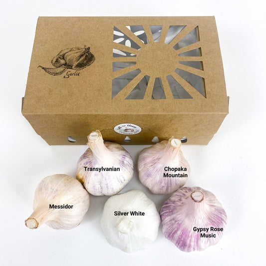 Full of Flavor Curated Organic Garlic Pack Grow Organic