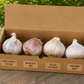 Gourmet Softneck Garlic Sampler Set Grow Organic