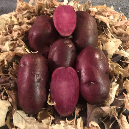 Organic Raspberry Seed Potatoes (lb) Grow Organic
