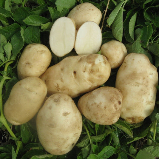 Organic Green Mountain Seed Potatoes (lb) Grow Organic