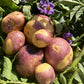 Organic Masquerade Seed Potatoes (lb) Grow Organic