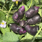 Organic Purple Violet Seed Potatoes (lb) Grow Organic