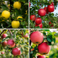 "Constant Harvest" Apple, 4 on 1 Multi Grafted Fruit Tree Grow Organic