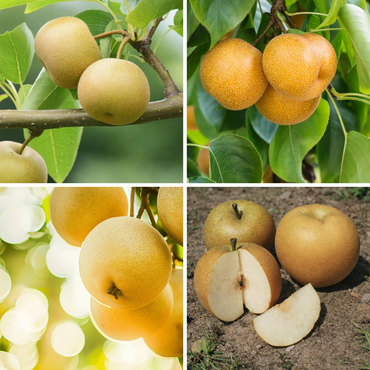 Asian Pears, 4 on 1 Multi Grafted Fruit Tree Grow Organic