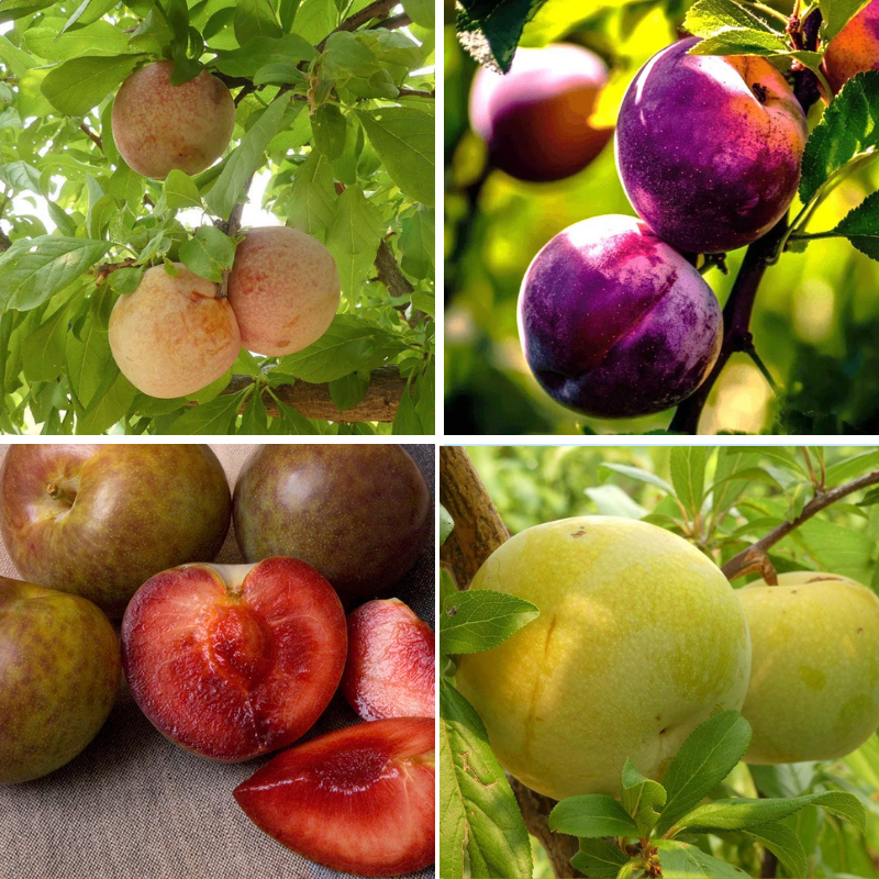 "Constant Harvest" Pluot 4 on 1 Multi Grafted Fruit Tree Grow Organic