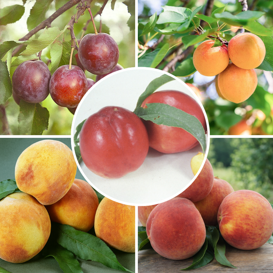 Western "Fruit Salad" 4 on 1 Multi Grafted Fruit Tree Grow Organic