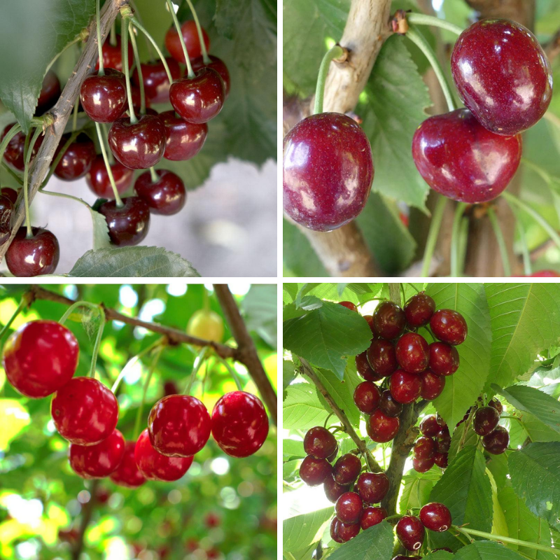 Cherry Tree With Roots Bare Root Cherry Trees for Beautiful Blossoms & Sweet Harvests – Grow ...