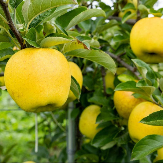 Dwarf Apple Golden Delicious Tree Grow Organic