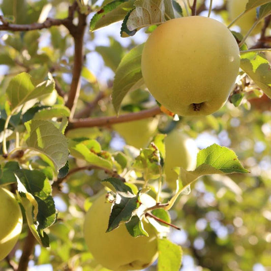 Yellow Newton Pippin Apple Tree Grow Organic
