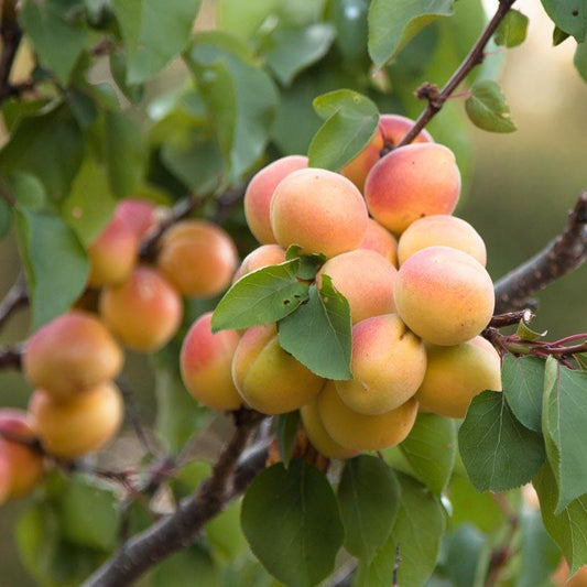 Cot-N-Candy Aprium Tree Grow Organic
