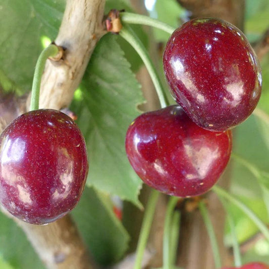 Cherry Tree With Roots Bare Root Cherry Trees for Beautiful Blossoms & Sweet Harvests – Grow ...