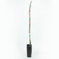 Black Jack Fig Tree - Grow Organic