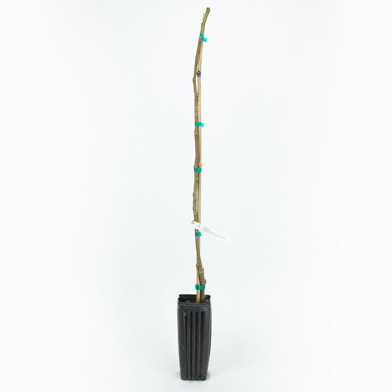 Black Jack Fig Tree - Grow Organic