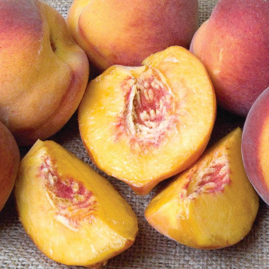 Redhaven Peach Tree Semi-Dwarf BareRoot Grow Organic