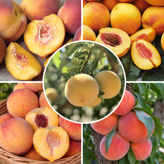 Cold Hardy Peaches, 3 on 1 Multiple Grafted Fruit Tree Grow Organic