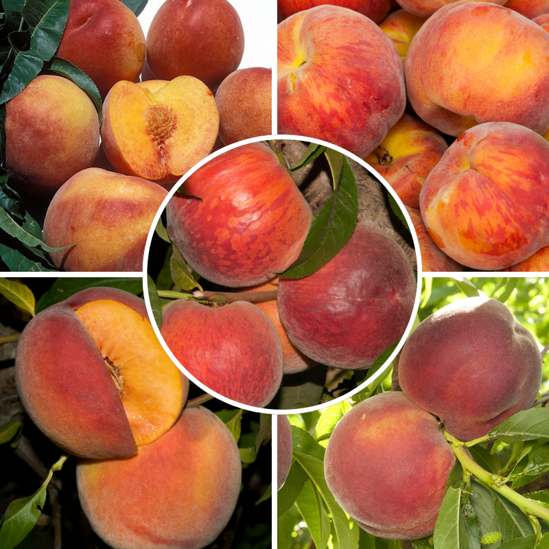 Low Chill Requirement Peaches, 3 on 1 Multi Grafted Fruit Tree Grow Organic