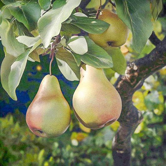 Warren Pear Tree Grow Organic