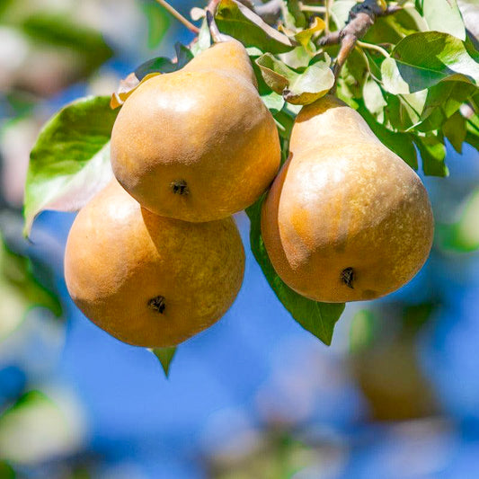 Bosc Pear Tree Grow Organic