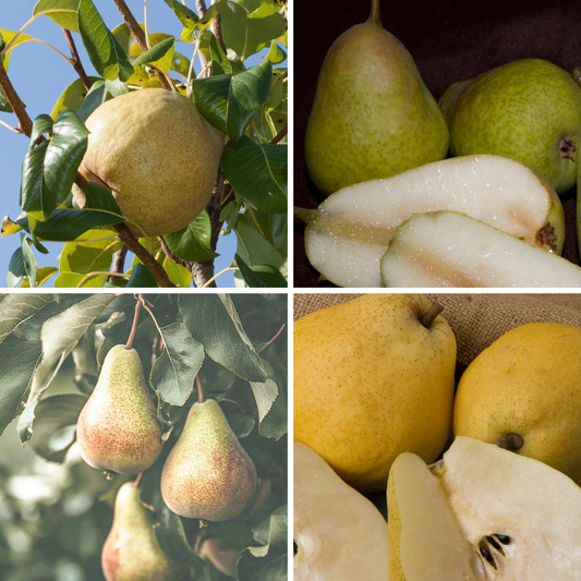 Disease Resistant Pears, 4 on 1 Multi Grafted Fruit Tree Grow Organic