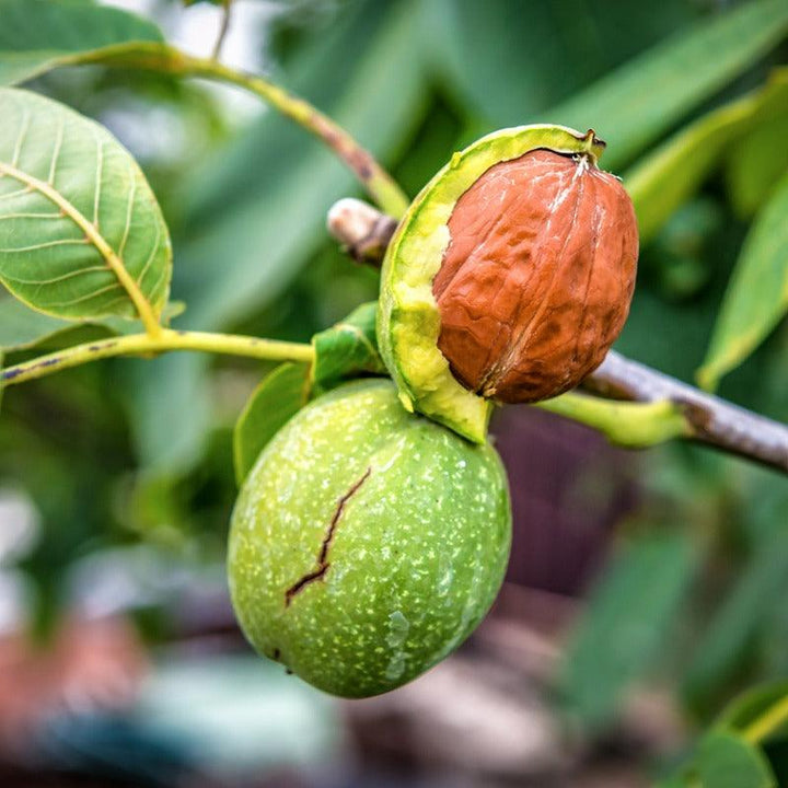 Guide to Walnut Varieties: Choosing the Right Types of Walnut Trees ...