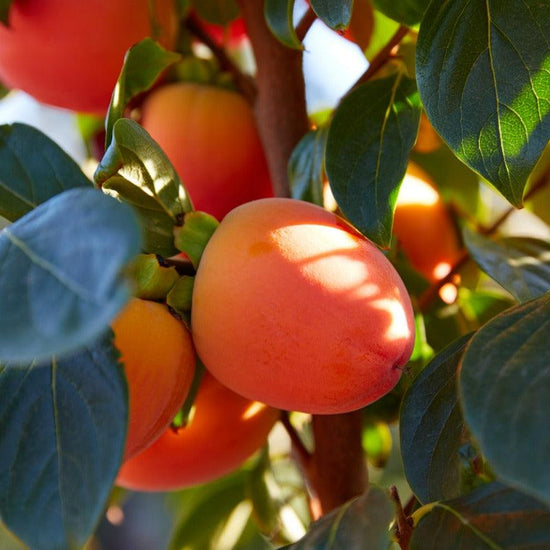 Hachiya Persimmon Tree Grow Organic