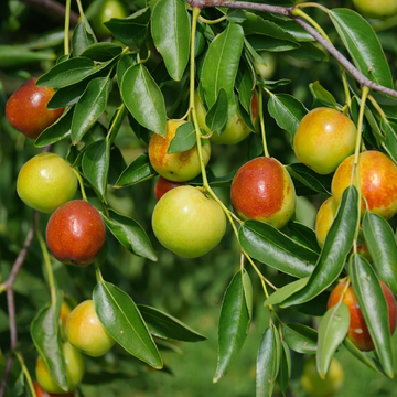 A Comprehensive Guide to Growing Jujube Trees – Grow Organic