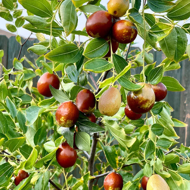 Li Trees Jujube Tree Growing Zone Guide: Jujube Care & Cultivation – Grow Organic