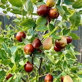 A Comprehensive Guide to Growing Jujube Trees – Grow Organic