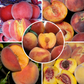Zaiger Pride Peach, 3 on 1 Multi Grafted Fruit Tree Grow Organic