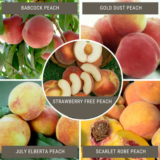 California Peach, 3 on 1 Multi Grafted Fruit Tree Grow Organic