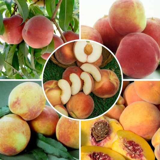 California Peach, 3 on 1 Multi Grafted Fruit Tree Grow Organic
