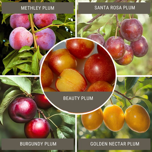 Low Chill Plum, 4 on 1 Multi Grafted Fruit Tree Grow Organic