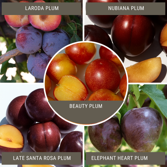Japanese Plum, 3 on 1 Multi Grafted Fruit Tree Grow Organic